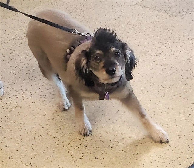 LOLA - Miniature Schnauzer available for adoption