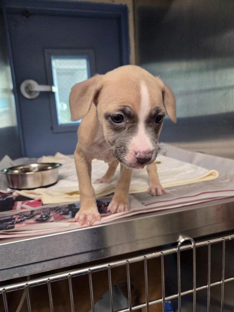 CATALPA - Pit Bull Terrier available for adoption