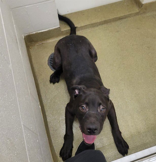 FIESTA - Pit Bull Terrier available for adoption