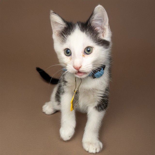 MILO - Domestic Short Hair available for adoption