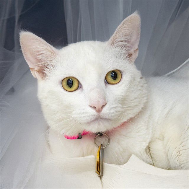 LUX - Domestic Short Hair available for adoption