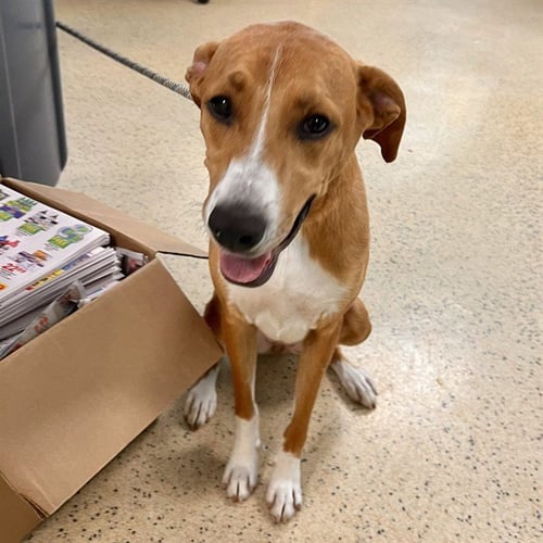 CINNAMON COOKIE - Labrador Retriever available for adoption