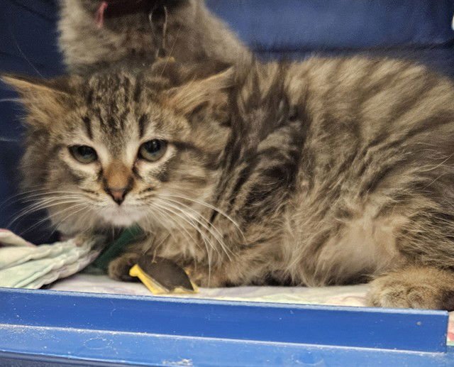 JANE - Domestic Medium Hair available for adoption