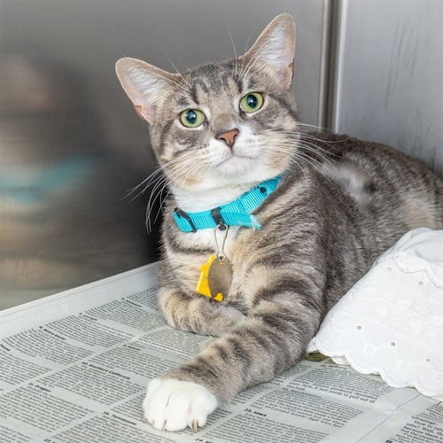 BANKS - Domestic Short Hair available for adoption