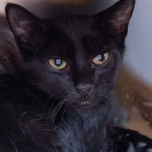 MAX - Domestic Short Hair available for adoption