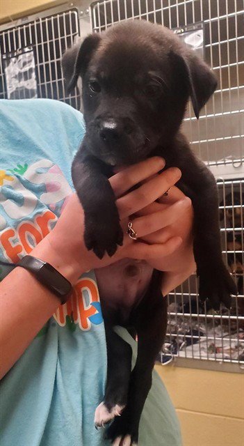 ALEXANDER - Labrador Retriever available for adoption
