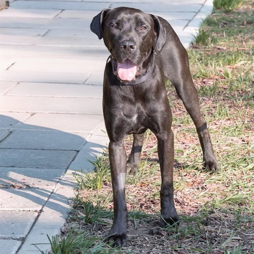DIVA - Great Dane available for adoption