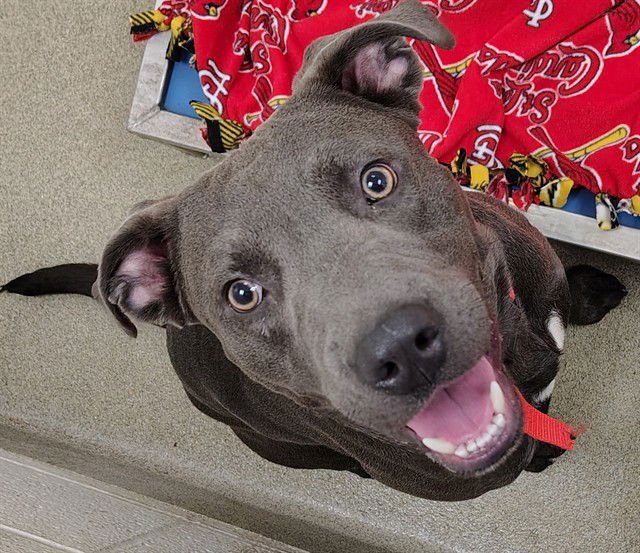 BUCATINI - Pit Bull Terrier / Labrador Retriever available for adoption