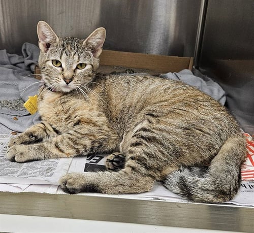 CIRCE - Domestic Short Hair for adoption in St. Louis