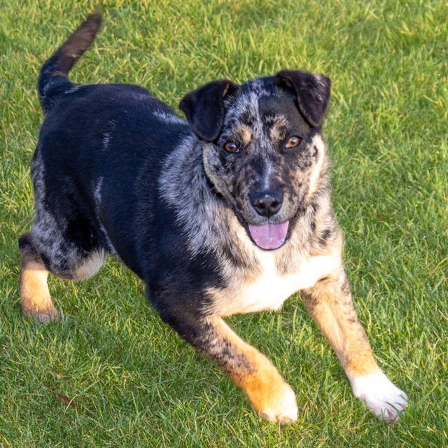RASCAL - Australian Cattle Dog/Blue Heeler / Catahoula Leopard Dog available for adoption