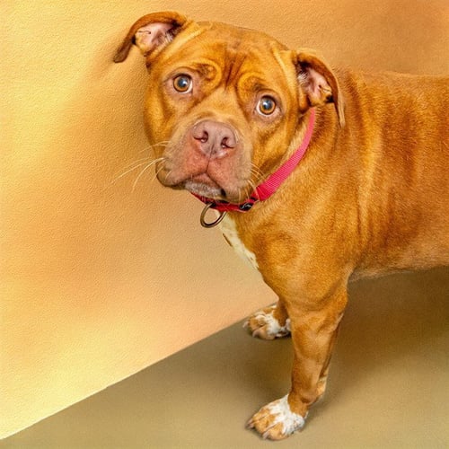 MICHELLE - Pit Bull Terrier available for adoption