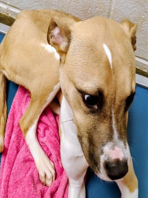 EXPLOREMORE - Pit Bull Terrier available for adoption