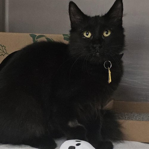 COLOMBIA - Domestic Medium Hair available for adoption