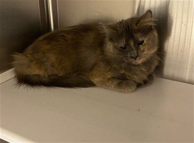 CRYBABY - Domestic Medium Hair available for adoption