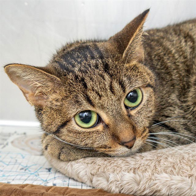 HONEY - Domestic Short Hair available for adoption