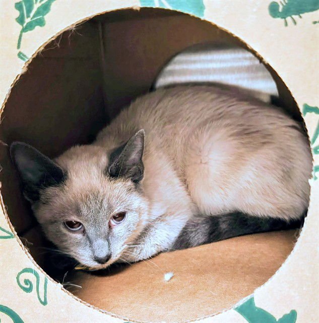 CYMBALS - Siamese available for adoption