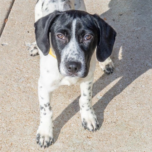 DOPEY - Basset Hound / Pointer available for adoption