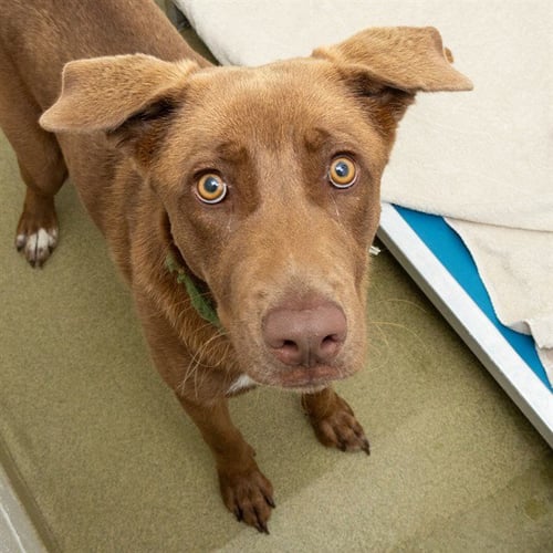 CASSIOPEIA - Labrador Retriever available for adoption