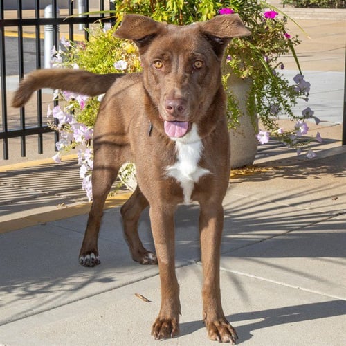 CASSIOPEIA - Labrador Retriever available for adoption
