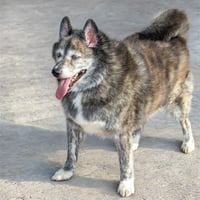 SMOKEY - Photo 1
