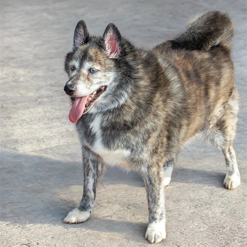 SMOKEY - Siberian Husky / Pomeranian available for adoption