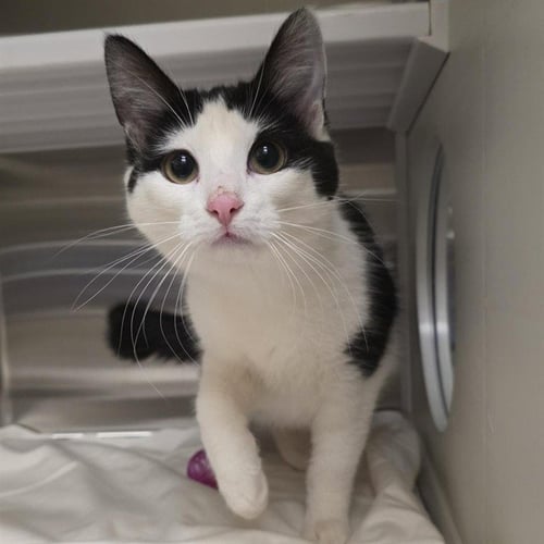 MAX - Domestic Short Hair available for adoption