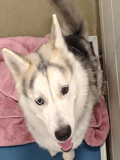 KILO - Siberian Husky available for adoption