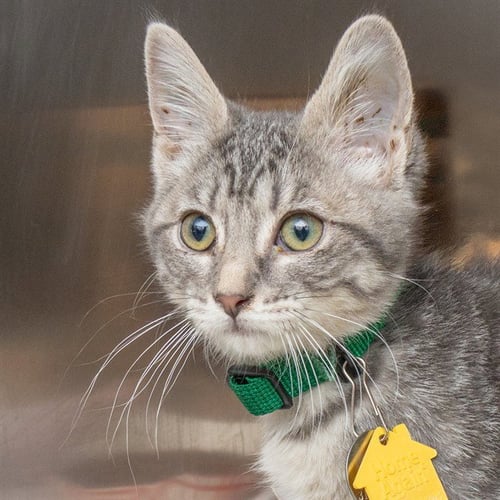 CAMILLA - Domestic Short Hair available for adoption
