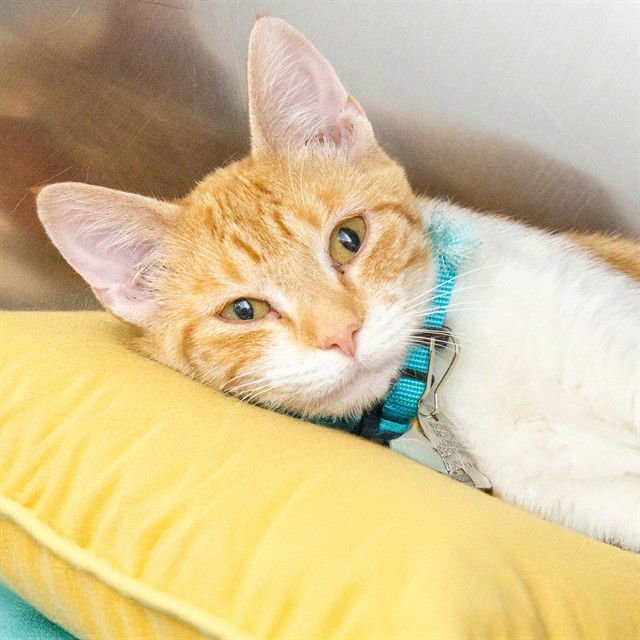 MAXINE - Domestic Short Hair available for adoption