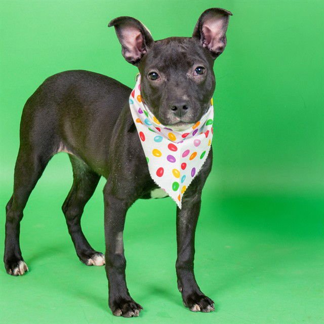 GRACIE - Pit Bull Terrier available for adoption