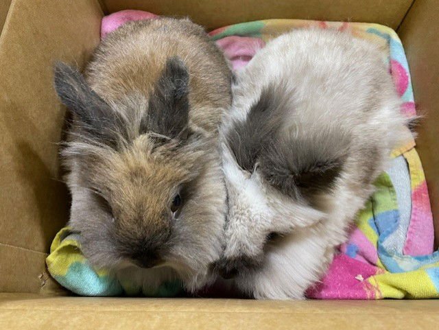 LITTLE FOOT - Lionhead available for adoption