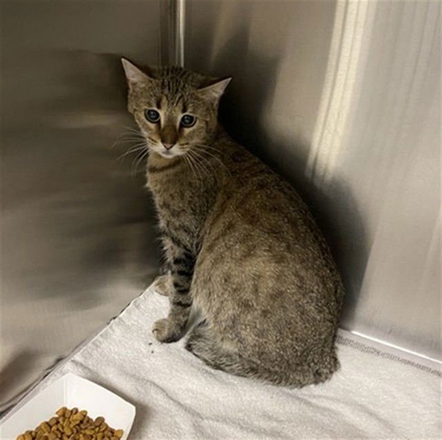 KITTY - Domestic Short Hair available for adoption