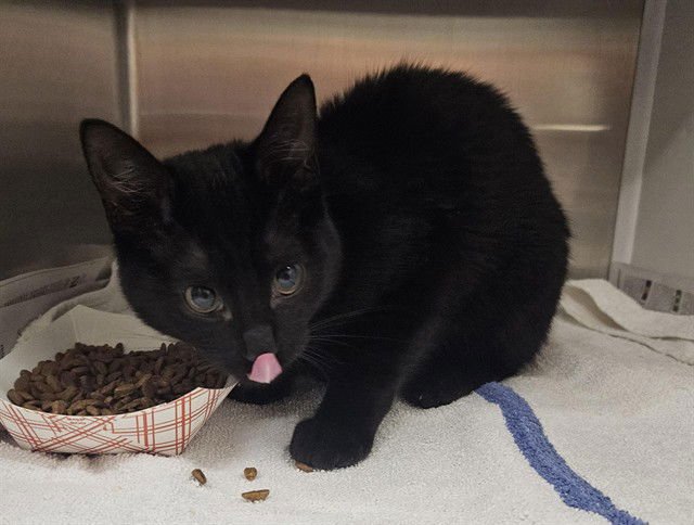 HONEY BADGER - Domestic Short Hair available for adoption