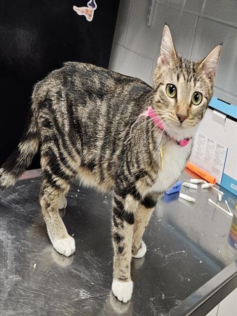 DO - Domestic Short Hair available for adoption