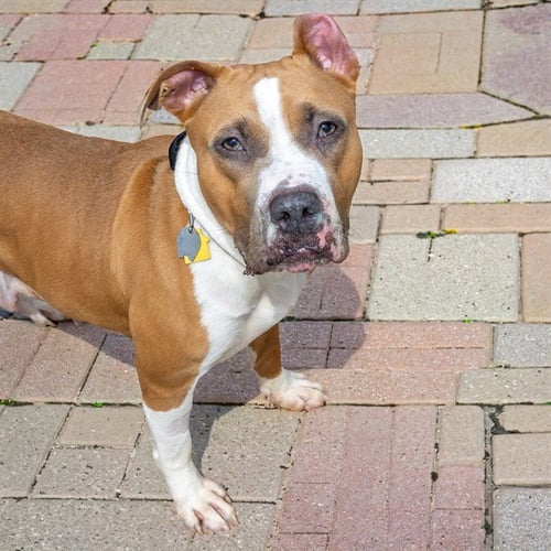 SONORAN - Pit Bull Terrier available for adoption