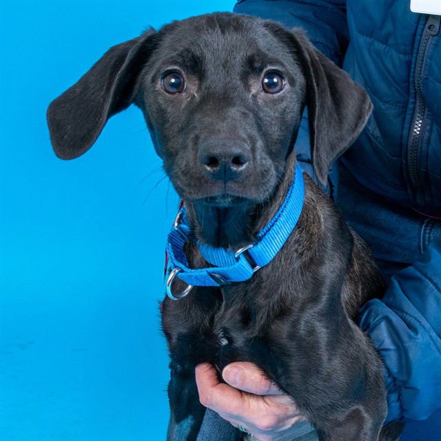 GUAVA - Labrador Retriever / Giant Schnauzer available for adoption