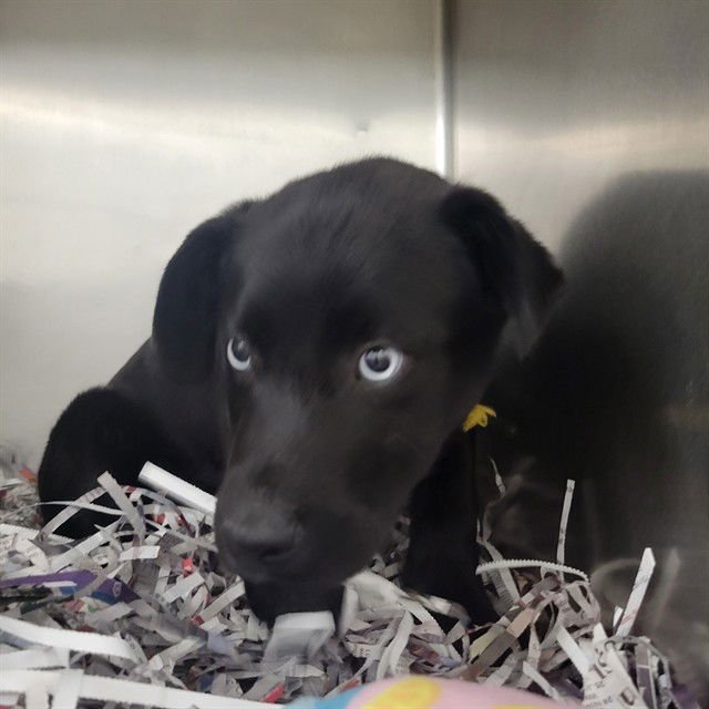 WALKER - Pit Bull Terrier / Siberian Husky available for adoption