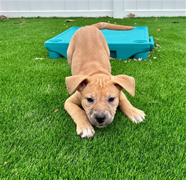 BLANCHE - Pit Bull Terrier available for adoption