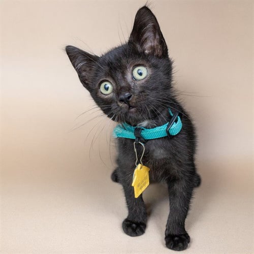 PAT - Domestic Short Hair available for adoption