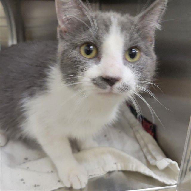 CUPCAKE - Domestic Short Hair available for adoption