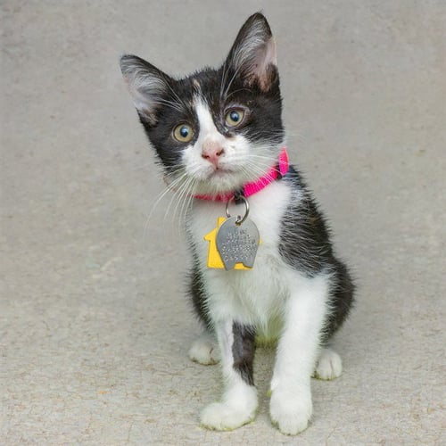 AMBROSIA - Domestic Short Hair available for adoption