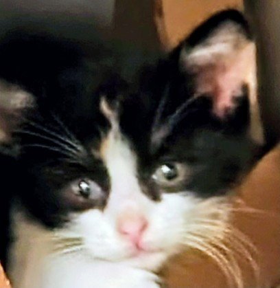 AMBROSIA - Domestic Short Hair available for adoption