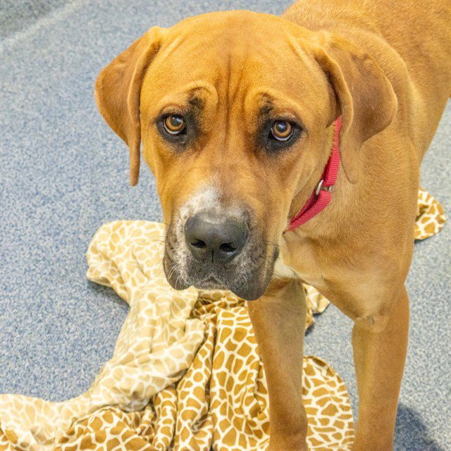BAILEY Image