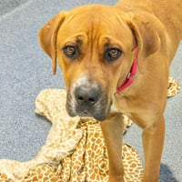 BAILEY - Photo 1