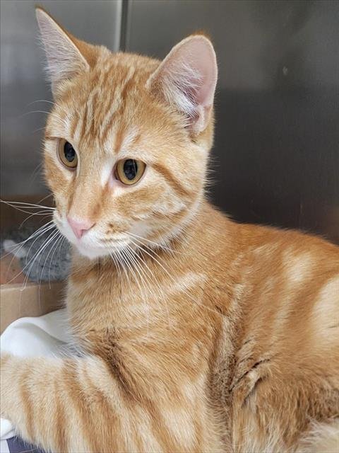 ELK - Domestic Short Hair available for adoption