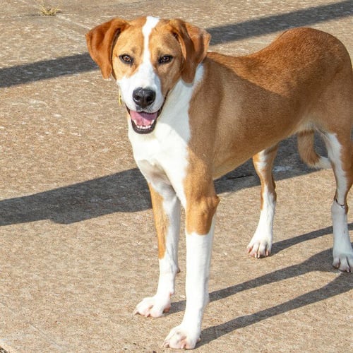 GRACIE - Labrador Retriever available for adoption
