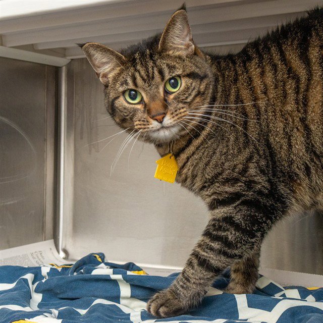 LOUIE Image