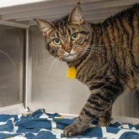 LOUIE - Photo 1