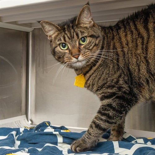 LOUIE - Domestic Short Hair available for adoption