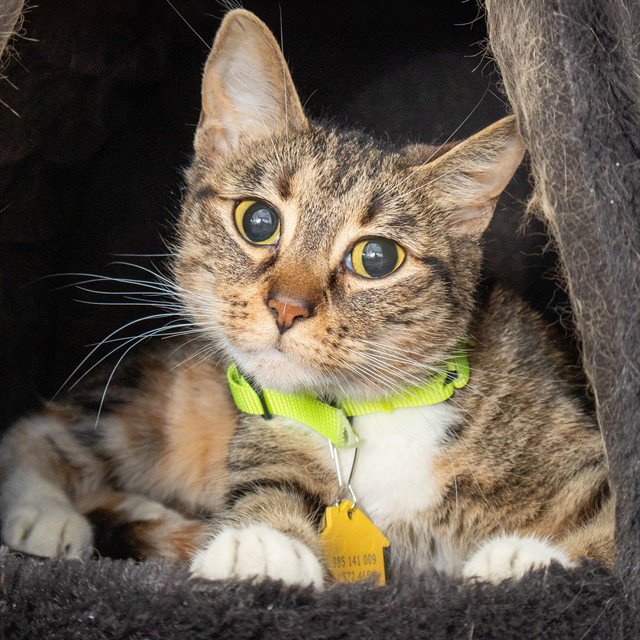 MAISY Image